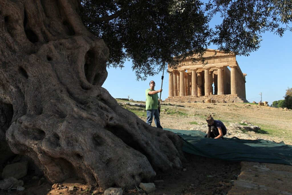 L’olio della Valle dei Templi: l’extravergine sulla via sacra | Sicilia da Gustare