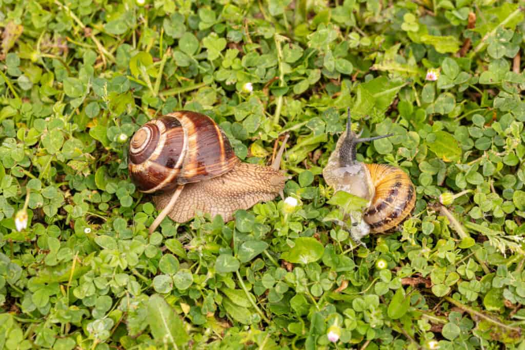 Burgundy snail (Helix pomatia) and small gray snail (Helix aspersa aspersa) on wet grass in spring in France