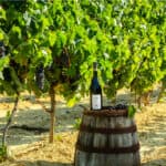 feminalise 1607 Victorya Cerasuolo di Vittoria DOCG 2020 - Azienda vitivinicola Casa di Grazia